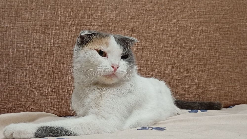 Отдам веслоухую кошку!Срочно!