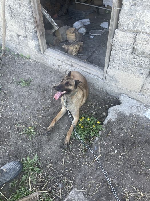 Белгиская овчарка 11 айлық