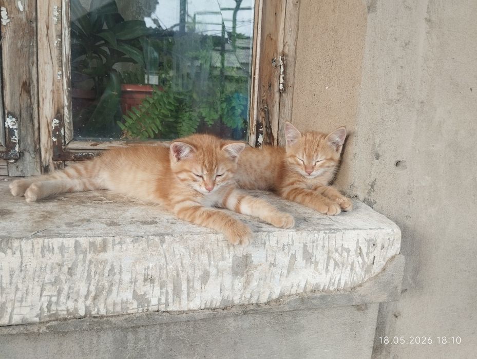 котята бесплатно