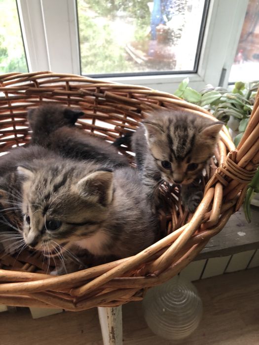 Котята в добрые руки