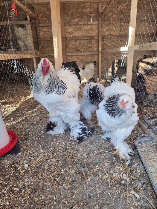 Oua Brahma HD incubat disponibile