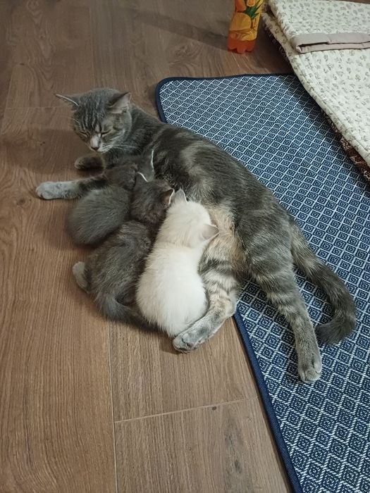 Продаются котята