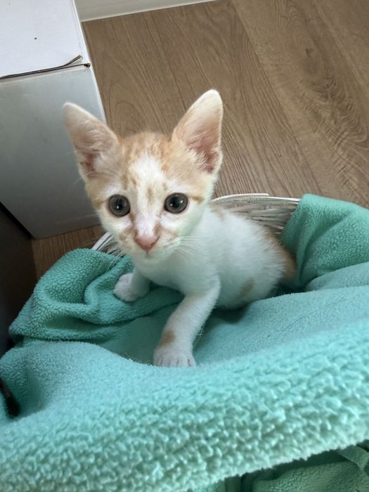 Малко мъжко коте