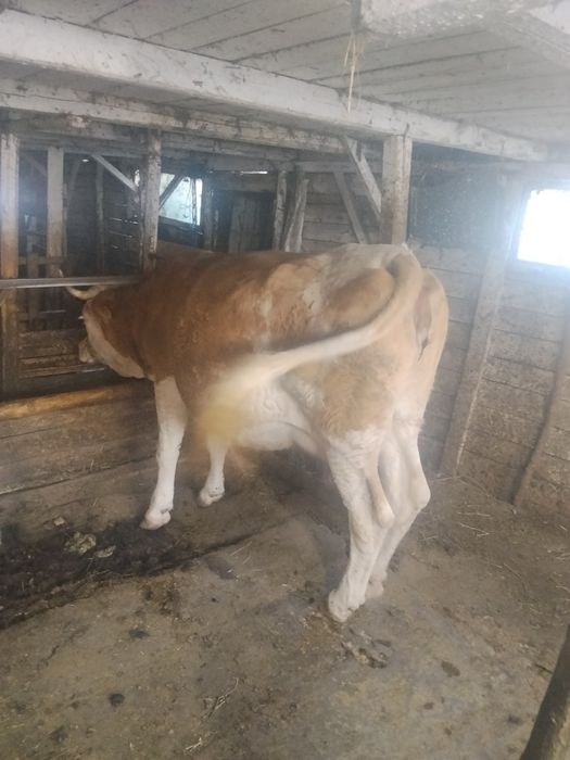 Vând 2 vaci una cu vițel