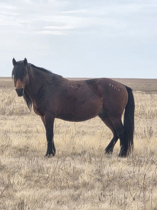 Продам жеребца по кличке Бақторы