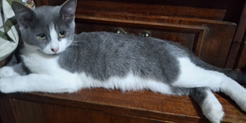 Котята бесплатно