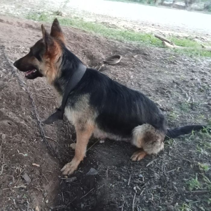 Немецкая овчарка