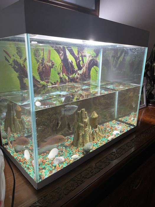Аквариум с рыбками