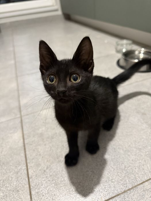 Pisoi mici adoptie