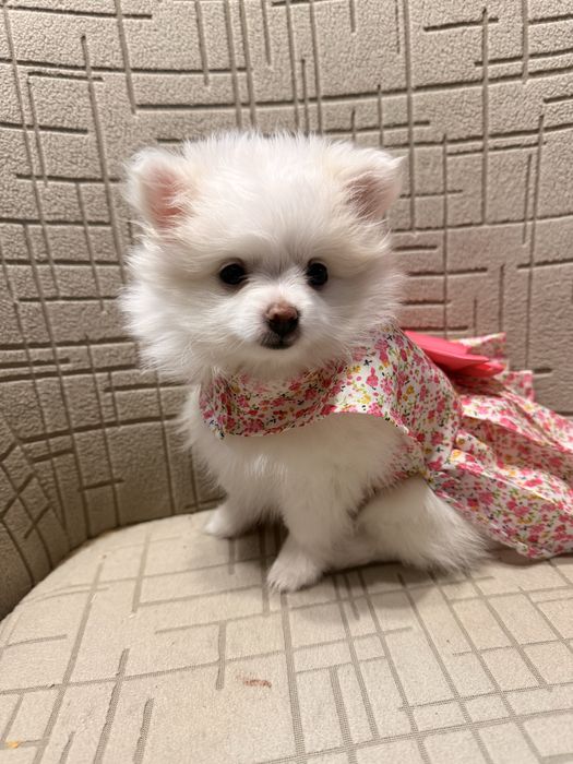 Мини немски шпиц