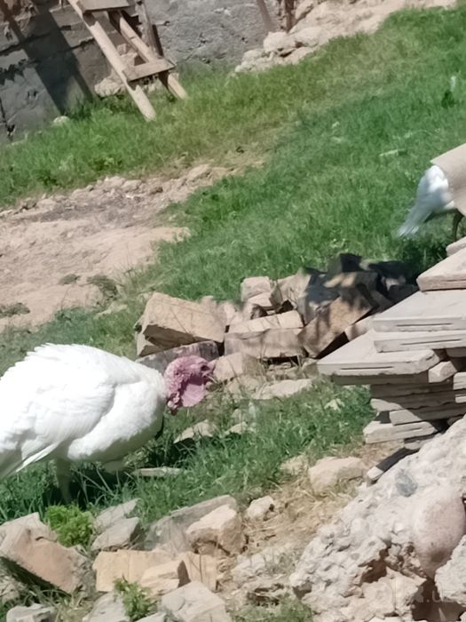 Oq kurka 1ta erkak 1ta urgʻochi
