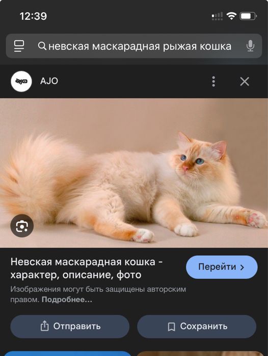 Котик в добрые руки