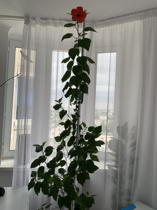 Китайская роза, 3 м высоты