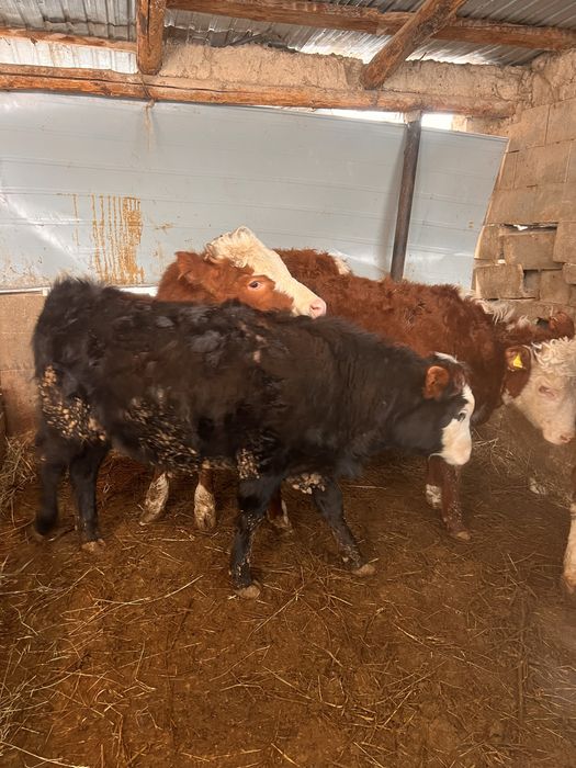 Продам тёлочек.