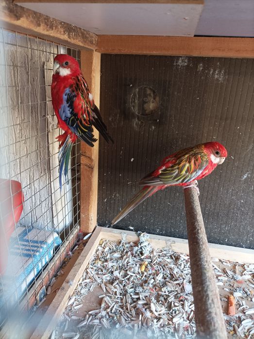 Попугаи разных.пароды