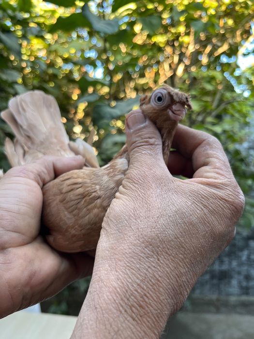Продам малоносых голубей