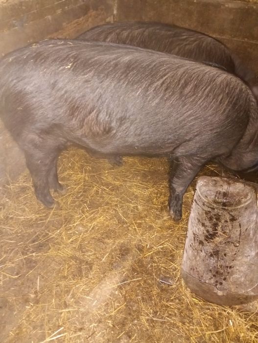 Găini gat golaș încălțate rasa mare