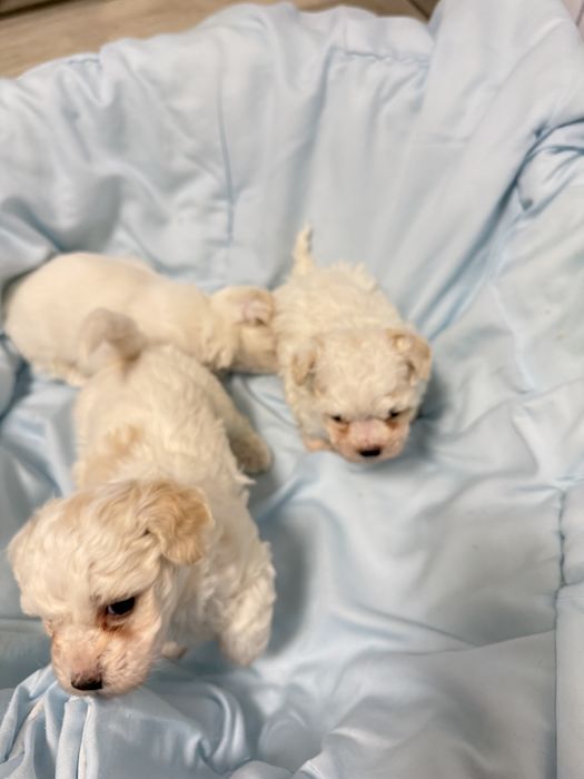 4 căței talie mică își caută familie iubitoare