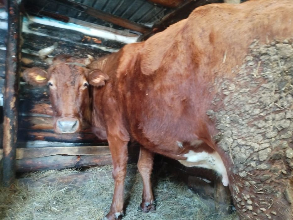 Продается Корова