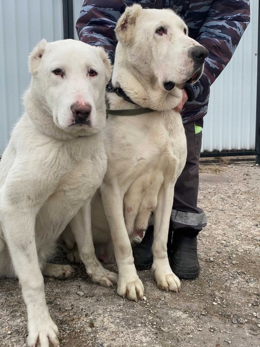 подрощенный щенок алабая