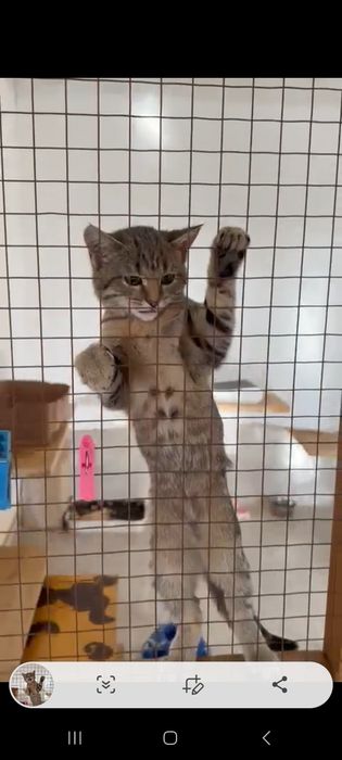 Отдам котёночка девочку  в добрые руки