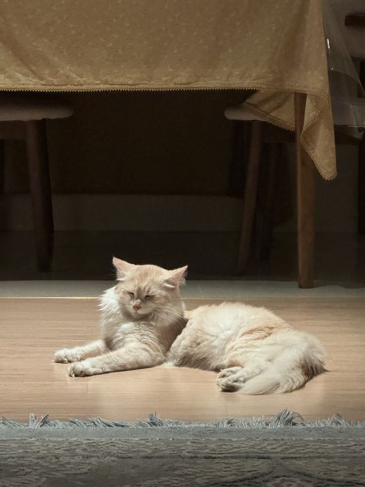 Отдам в добрые руки кота (1 год)