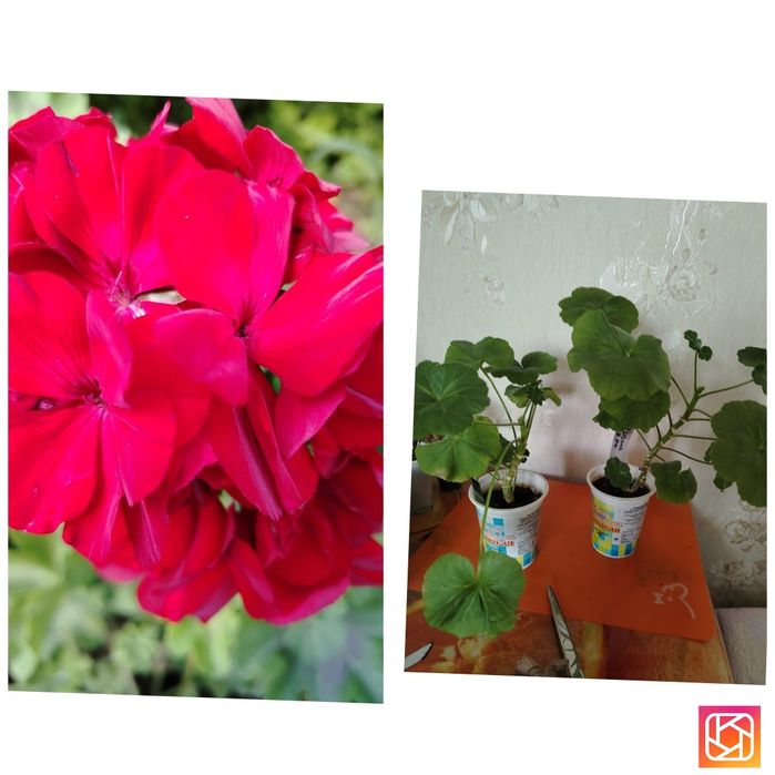 Продам комнатные цветы Пеларгония