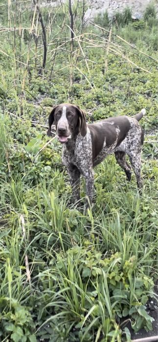 Немецкий Курцхаар