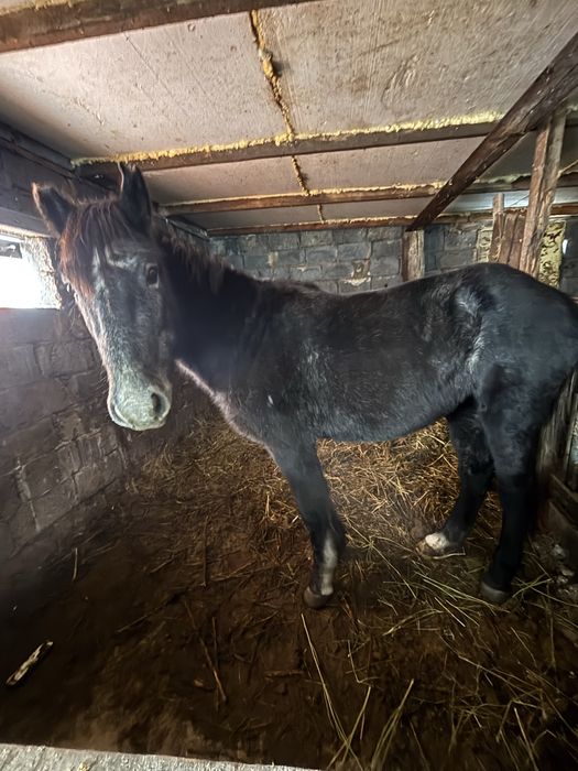 Байтал сатам 2 жасар