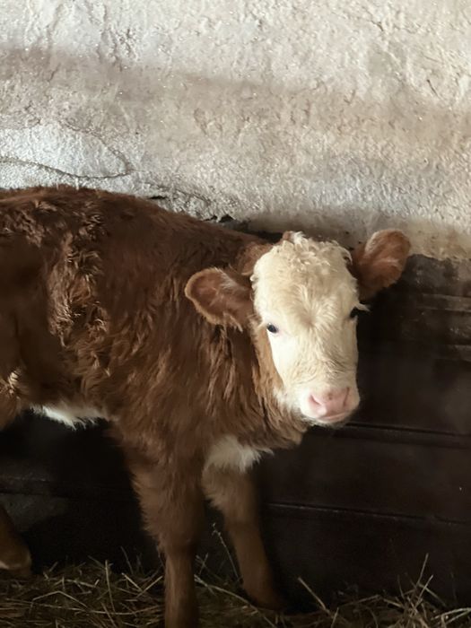 Телочка 2 недели