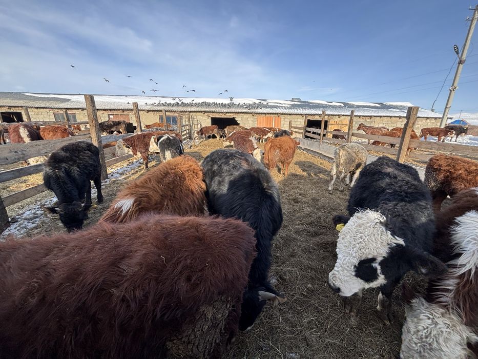 Откормдагы букадар сатылады