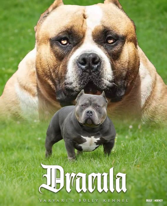 Американско були