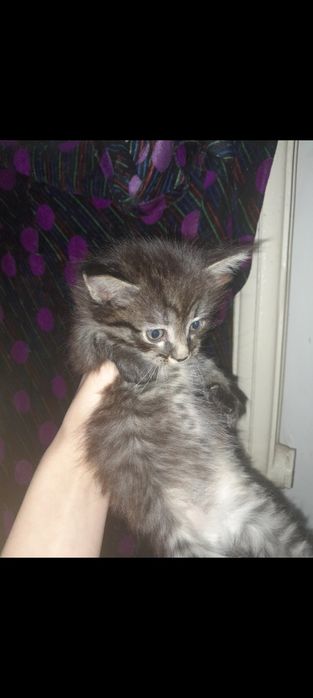 Отдадим котят в добрые руки