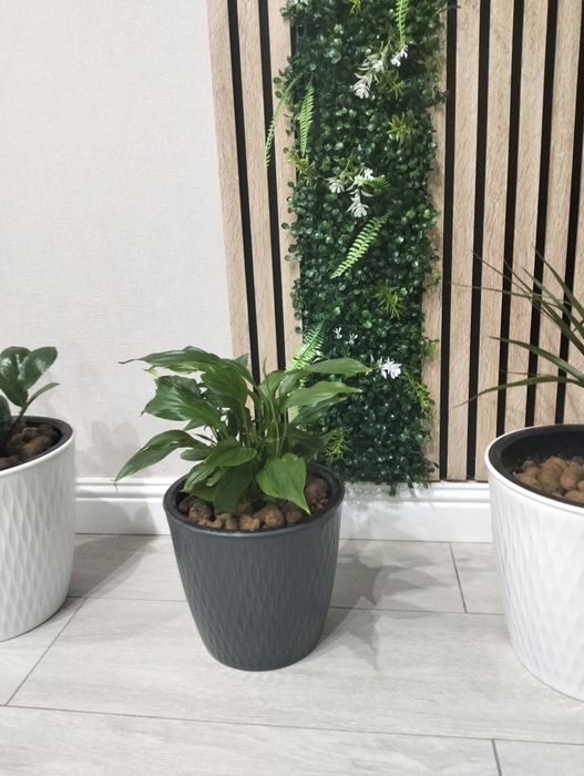 Продам комнатные цветы