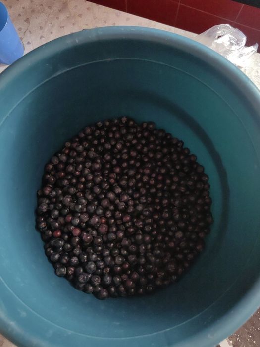 Продам черноплотку
