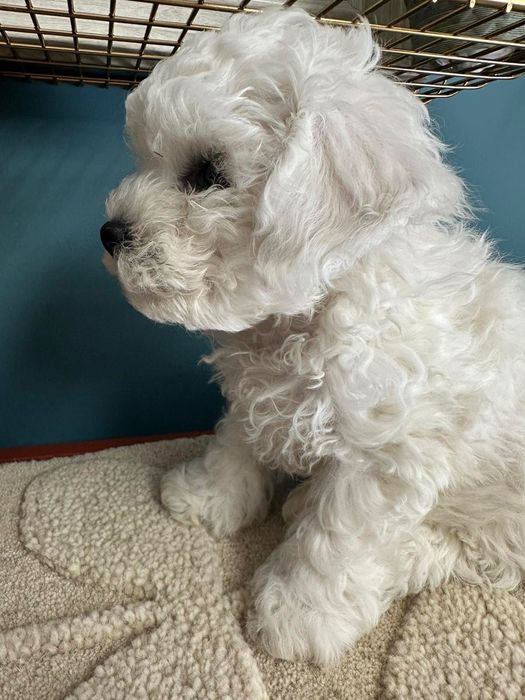 Бишон фризе момче
