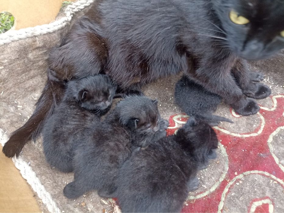 СРОЧНО Кошка с 4 котятами ищет дом