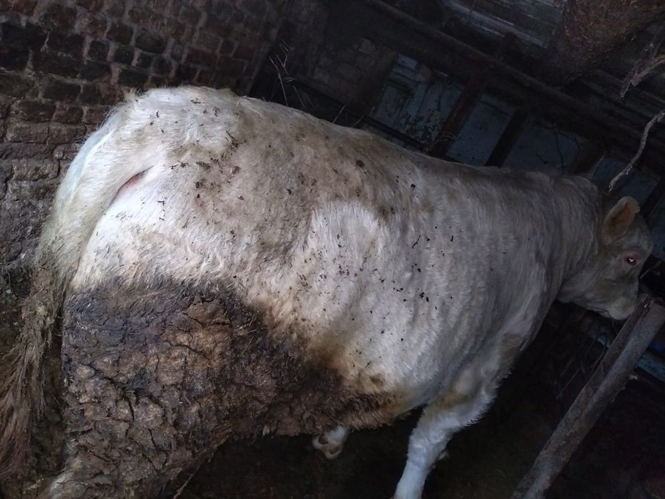 Продам бычок парода (Аулиеколь)