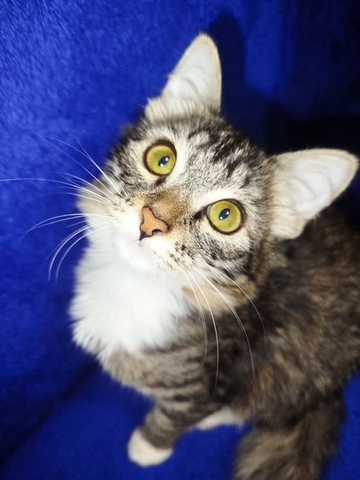 Продам кошечку девочка