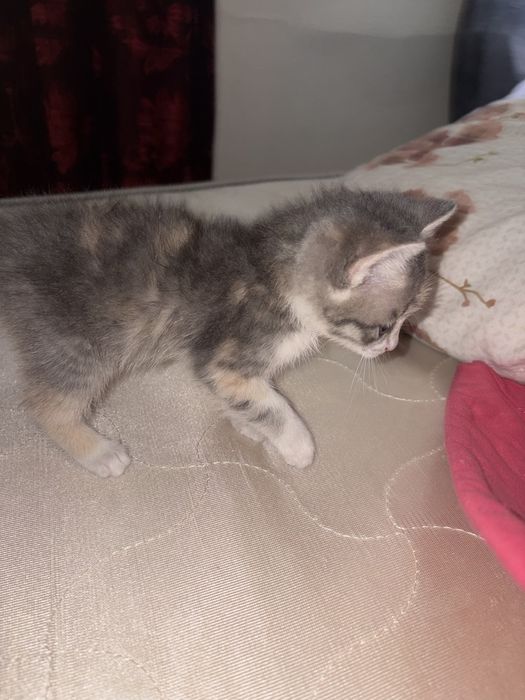 Котенок совсем крошка