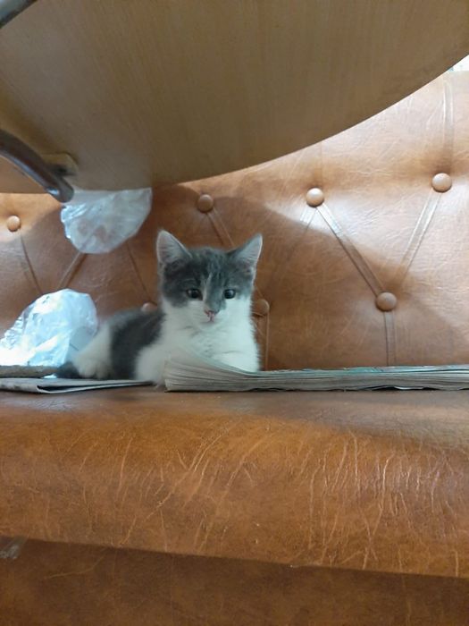 Ищем дом котенку