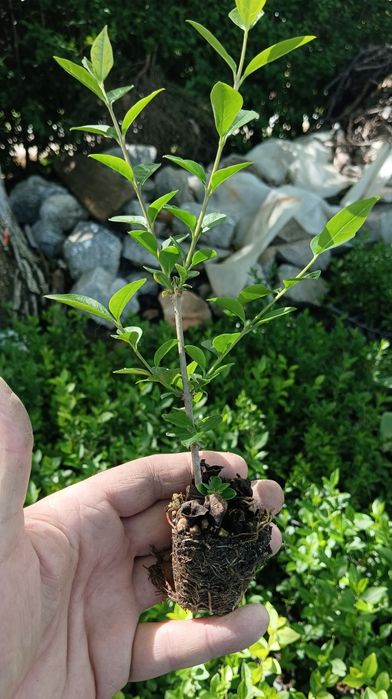 Лигуструм  в саксийки- жив плет