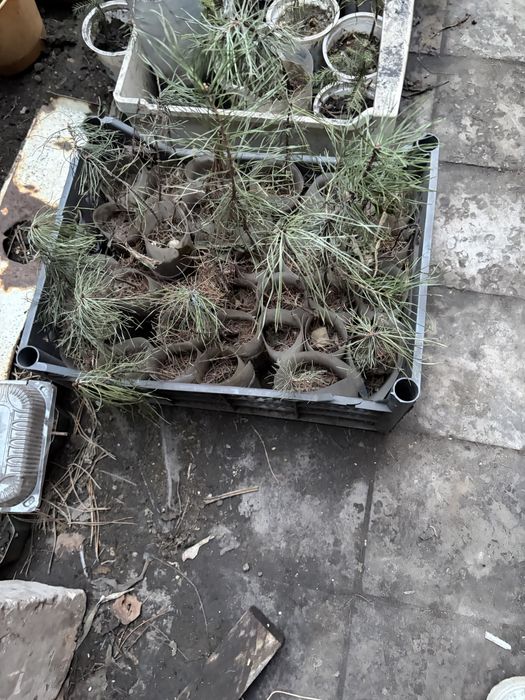 Продам сосенки и елочки