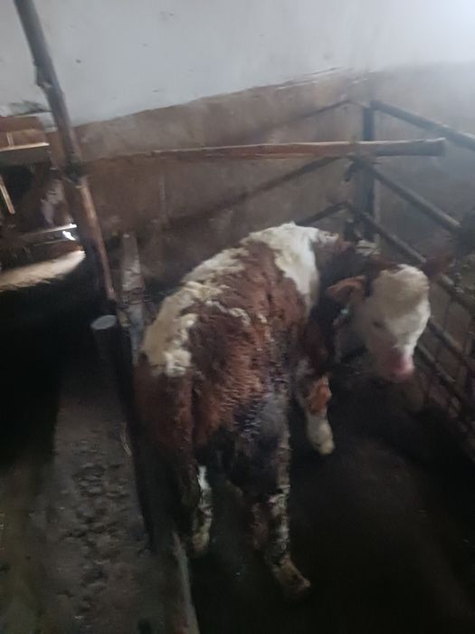 Vitica Baltata Românească