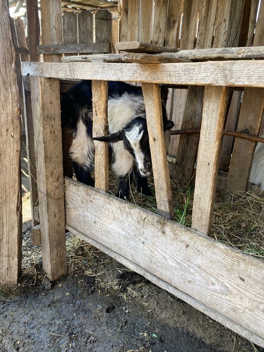 Capre cu iezi de vanzare