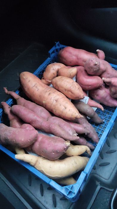 Клубни батата, рассада батата