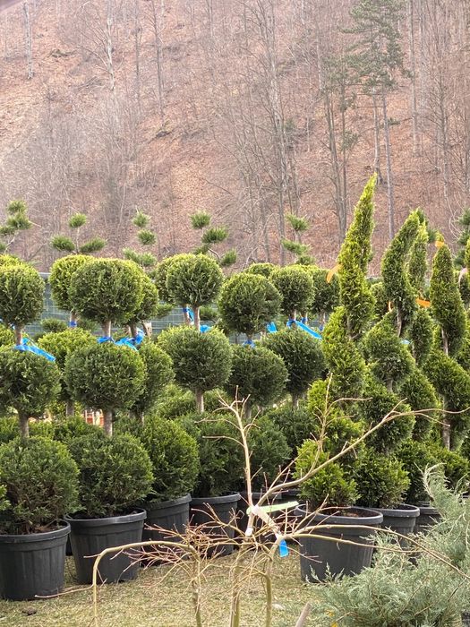 Yucca la ghiveci si plante