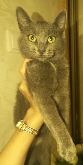 Русская голубая кошка