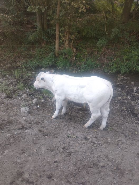 Vând vițel 2 luni