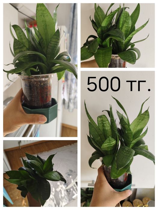 Фикусы, сансевьеры